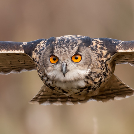 Eagle Owl 2